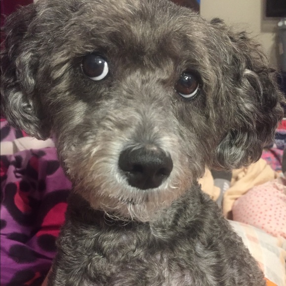 My Posh “BOSS” and Buddy “Bella”! - Picture 5 of 8